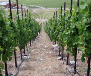 According to the owners of the Red Mountain, Washington-located Grand Rêve Vineyard,...