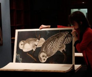 Yesterday at Sotheby's London, a first edition of James Audubon's 'Birds of America'