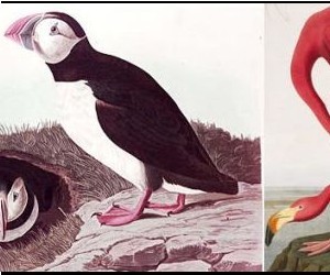 A special edition of John James' 'Audobon Birds of America' is up for