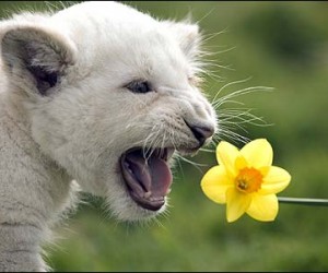 These adorable balls of fluff run about $140,000 as cubs. They aren’t your everyday...